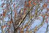 Koekoek met Graspieper  / Common Cuckoo with Meadow Pipit