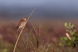 Grauwe Klauwier / Red-backed Shrike