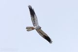 Grauwe Kiekendief / Montagus Harrier