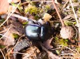 Mestkever - Dung beetle