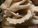 Oesterzwam - Oyster mushroom