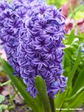 Paars-blauwe hyacinth
