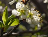 Sleedoorn in bloei - flowering blackthorn