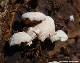 Paddenstoelen op een boom - Fungi on a fallen tree