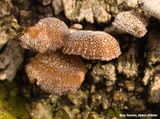 Paddenstoelen op een boom - Fungi on a fallen tree