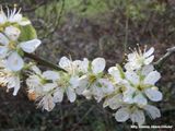 Meer sleedoorn - More blackthorn