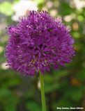 Sierui (Allium)