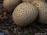 Paddenstoelen op het Grote Veld: Aardappelbovist