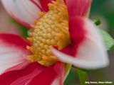 Detail rood-witte dahlia