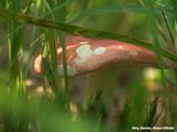 Paddenstoelen: Russula