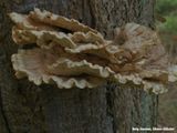 Paddenstoelen: Reuzenzwam