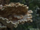 Paddenstoelen: Reuzenzwam