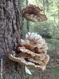 Paddenstoelen: Reuzenzwam