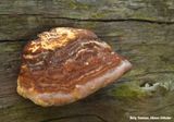 Zandverstuiving: Paddenstoel op verdroogd hout