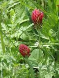 Rode klaver - Red clover