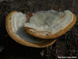 Paddenstoelen - Mushrooms
