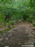 Het pad net buiten Nunspeet - The path just outside Nunspeet