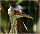 DSC_2280a.JPG