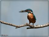 DSC_7725a.JPG