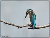 DSC_7816a.JPG