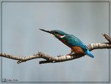 DSC_7843a.JPG