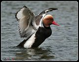 DSC_8629a.JPG