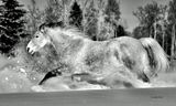 Susan MacLennan 002 Black and White - Taz
