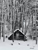 Thia Bunker 002 Black and White - And into the Forest I go to lose my mind & find my soul. John Muir
