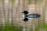 Tracey Adams Wildlife 004 Loon Feather Tufts