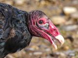 Mark Collard 002 Turkey Vulture