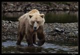 Wendi Forster Favourite 006