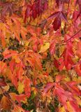 Mark Collard - 004 - Fall Colours