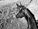 Doug Orr - 005 - Favourites