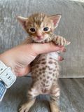 Big spots on a big belly :)