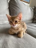 6 weeks, relaxing