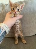 Baby belly