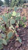 Prickly pear fruit was ripe