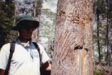  Tuolumne riverside walk John bear scratch marks