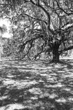 ilford_hp5_plus_08_04_2022_000062310007.jpg