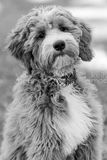 E57A7794bw.jpg