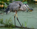 Great Blue Heron with a snack