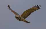 Juvenile Red Shouldered Hawk