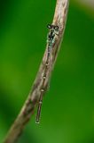 Fragile Forktail