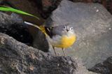 Grey wagtail (Motacilla cinerea)