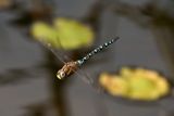 Migrant Hawker, Aeshna mixta