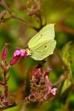 Common Brimstone (Gonepteryx rhamni)