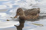 Canard colvert