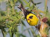 Chardonneret jaune
