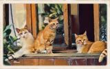 Cats at Home