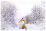 Fox in Winter